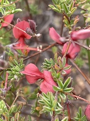 Indigofera dillwynioides