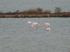 Phoenicopterus roseus