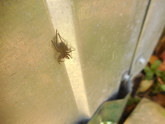 Lycosoides coarctata