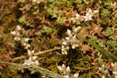 Sedum anglicum