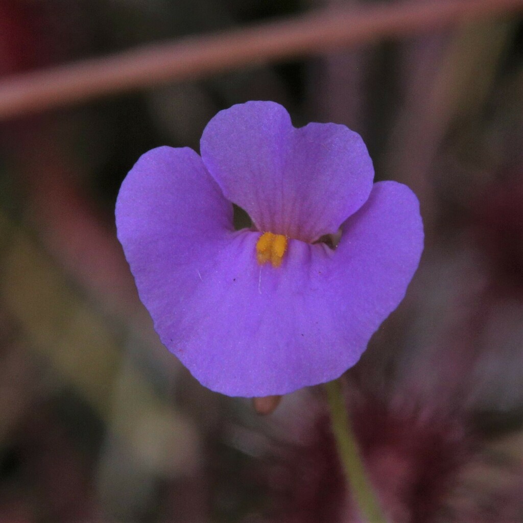 Utricularia lasiocaulis