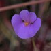 Utricularia lasiocaulis - Photo (c) Hugo Innes, some rights reserved (CC BY-NC), uploaded by Hugo Innes