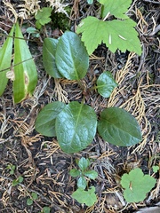 Pyrola asarifolia