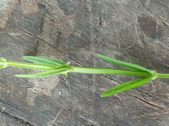 Scutellaria racemosa