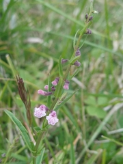 Scutellaria racemosa