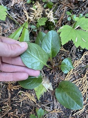 Pyrola asarifolia