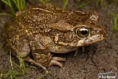 Sclerophrys capensis