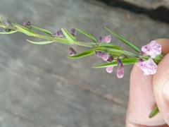 Scutellaria racemosa