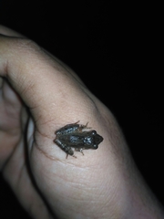 Pseudophilautus wynaadensis