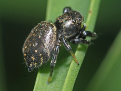 Heliophanus transvaalicus