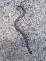 Natrix astreptophora