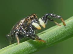 Heliophanus transvaalicus