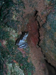 Pseudophilautus wynaadensis