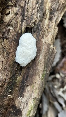Hericium erinaceus