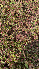 Persicaria capitata