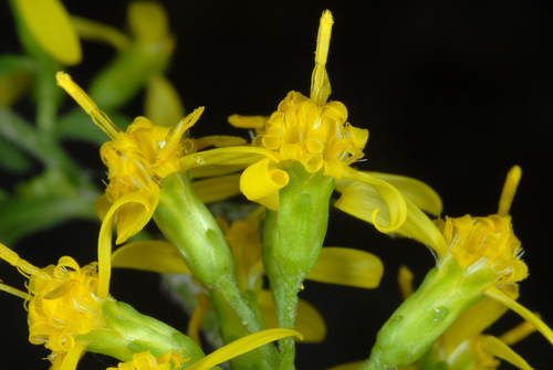 Solidago flexicaulis