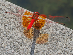 Trithemis kirbyi