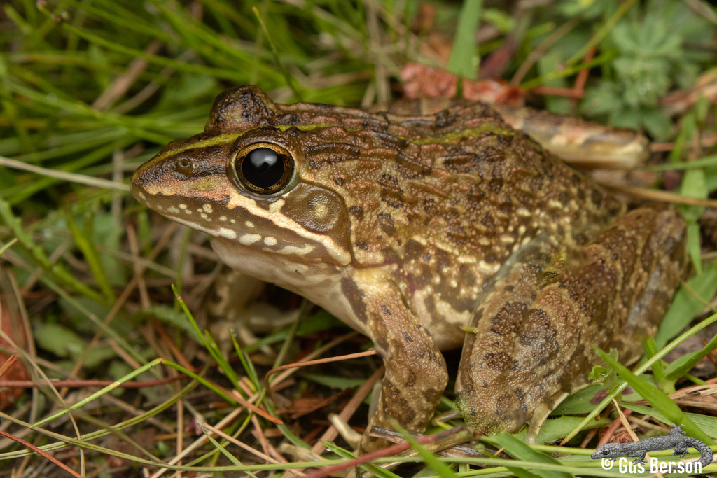 Common River Frog