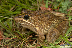 Common River Frog photo 1