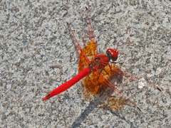 Trithemis kirbyi