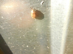 Agnocoris