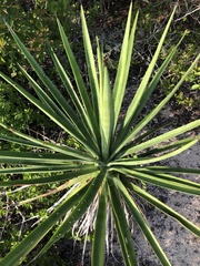 Agave karwinskii