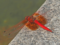 Trithemis kirbyi