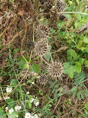 Abutilon theophrasti