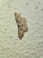 Idaea contiguaria