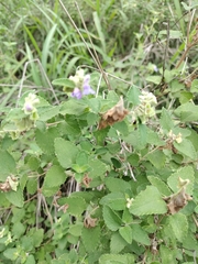 Salvia ballotiflora