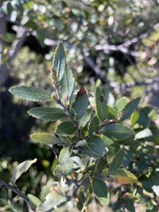 Nothofagus dombeyi
