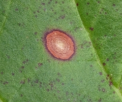 Ramularia rubella
