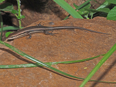 Trachylepis varia