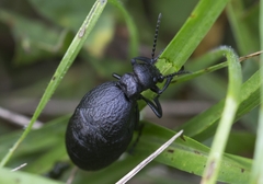 Meloe rugosus