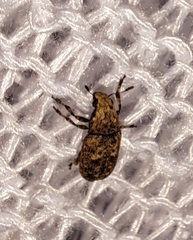 Euparius marmoreus