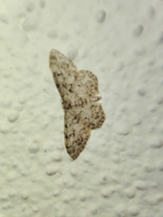 Idaea contiguaria