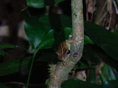 Osteocephalus taurinus