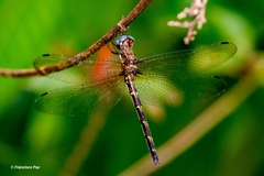 Macrothemis celeno