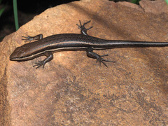 Trachylepis varia