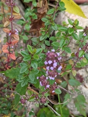 Thymus pulegioides