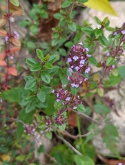 Thymus pulegioides