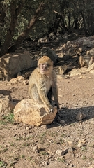 Macaca sylvanus