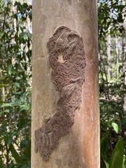 Hemileucinae
