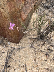 Pelargonium coronopifolium