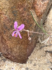 Pelargonium coronopifolium