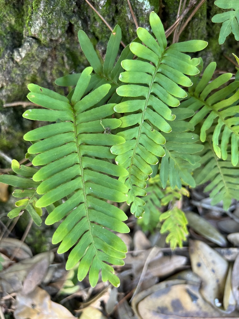 resurrection fern from Lettuce Lake Conservation Park, Tampa, FL, US on