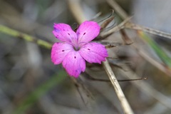 Dianthus balbisii liburnicus