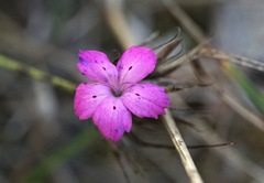 Dianthus balbisii liburnicus