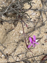 Pelargonium coronopifolium