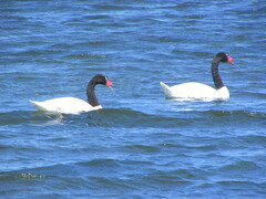 Cygnus melancoryphus